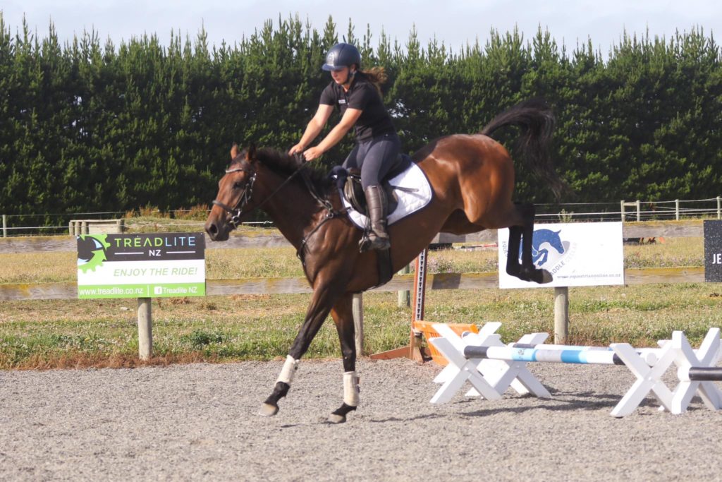 Thoroughbred 1