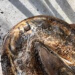 Hoof 1