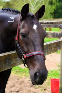 Prepping for Professionals